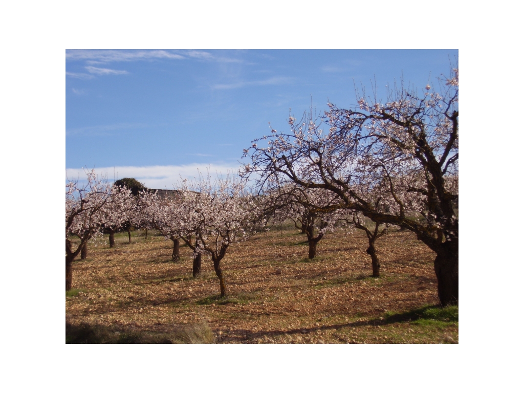 ALMOND TREES IN ORCHARD