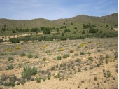 13-2847/5951, Land in Yecla