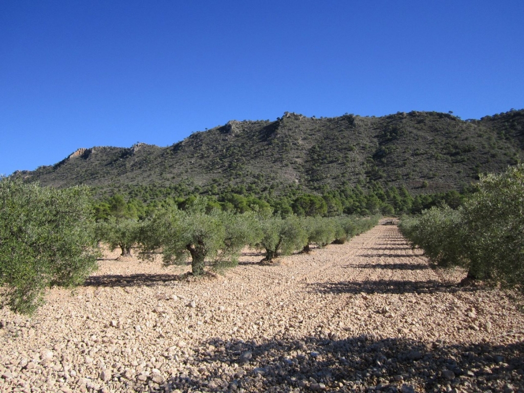 Land in Yecla