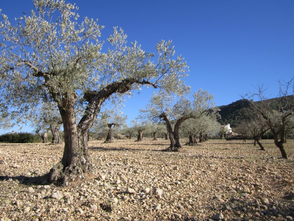 Land in Yecla