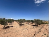 12-8033/6117, Land in Pinoso