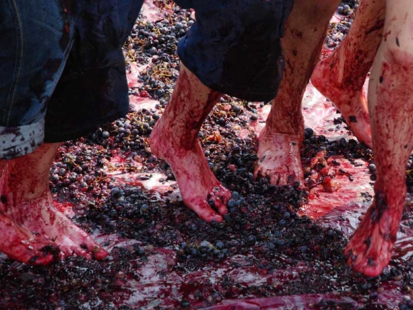 Jumilla Wine Festival – Beware of Blue Feet
